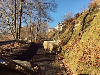 View of a horse cart on landscape