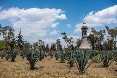 Scenic view of plant life