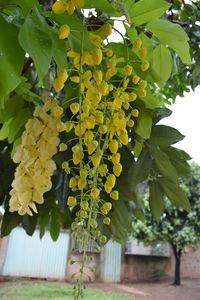 Low angle view of yellow flowers growing on tree