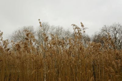 Panoramic view of grass against sky