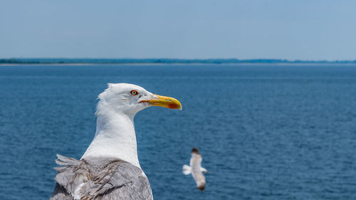 Close-up of seagull