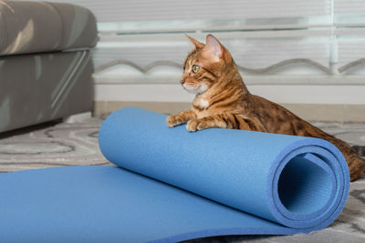 Bengal cat rolls up a blue yoga mat after a workout.