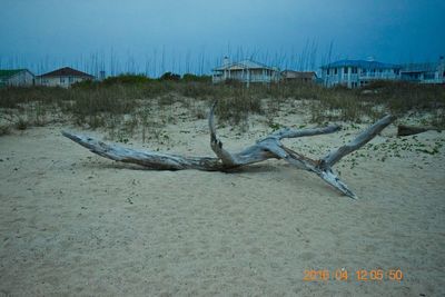 Lizard on sand at beach against sky