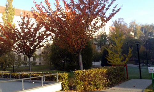 Trees in park