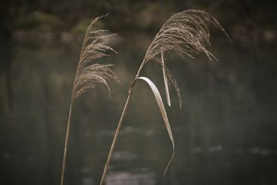 Close-up of plant