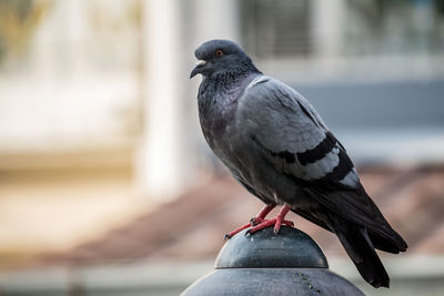 Close-up of bird perching on railing