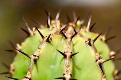 Close-up of cactus plant