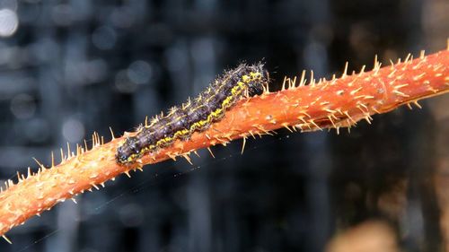 Close-up of caterpillar on branch