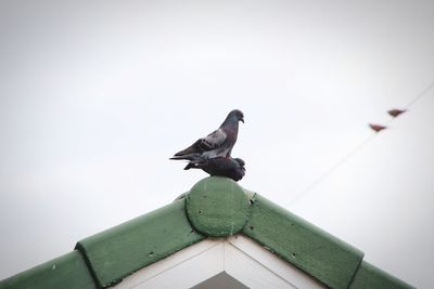 Low angle view of bird perching on roof against clear sky