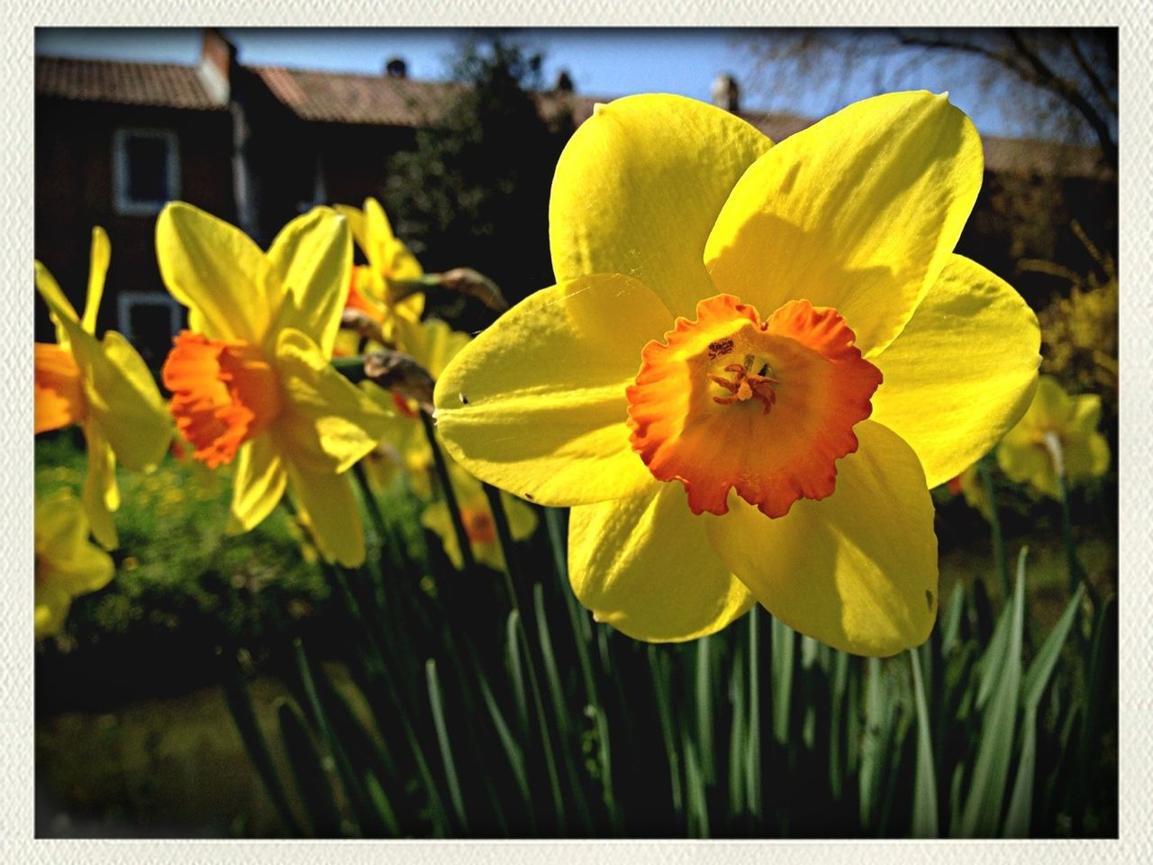 flower, petal, freshness, flower head, fragility, transfer print, yellow, growth, close-up, beauty in nature, focus on foreground, blooming, pollen, nature, auto post production filter, plant, stamen, single flower, in bloom, blossom