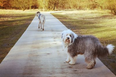 Full length of man walking dog