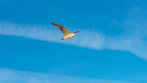 Low angle view of seagull flying in sky