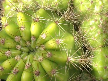 Full frame shot of cactus plant