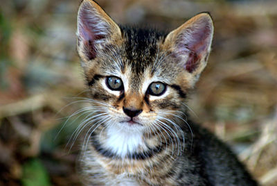 Close-up portrait of cute cat