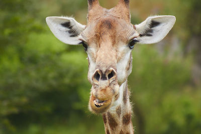 Close-up portrait of a giraffe 