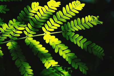 Close-up of fern leaves