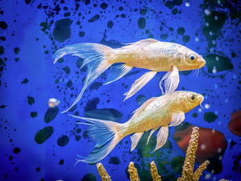 Pair of koi are swimming in aquarium. ornamental fish.