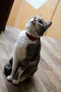 Close-up of cat sitting on hardwood floor