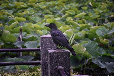 Raven corvus corax bird common beautiful  perched crow traditional japanese garden tokyo japan asia