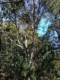 Low angle view of trees in forest against sky