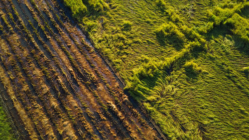 Full frame shot of agricultural field