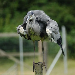 Close-up of bird