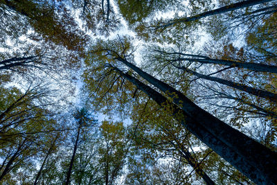 Low angle view of trees against sky