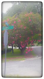 Flowers growing on tree