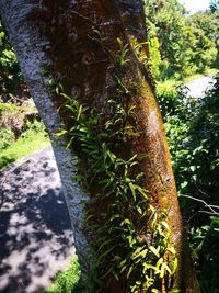 Close-up of moss growing on tree trunk