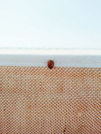 Ladybug on textile