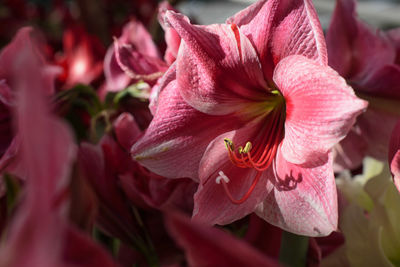 Close-up of pink flowers blooming outdoors