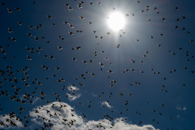 Low angle view of birds flying against sky