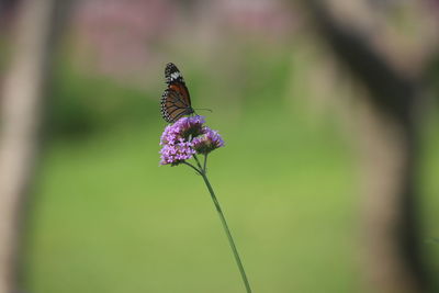 Close-up of butterfly pollinating on purple flower