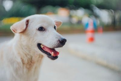 Close-up of dog sticking out tongue