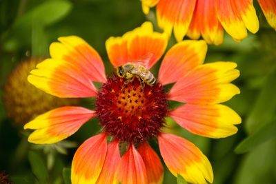 Close-up of bee pollinating flower