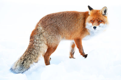 Full length of red fox standing on snow covered field