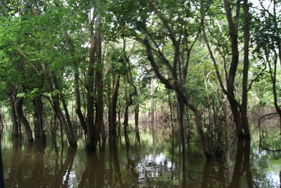 Scenic view of lake in forest