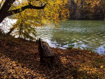 Trees by lake during autumn