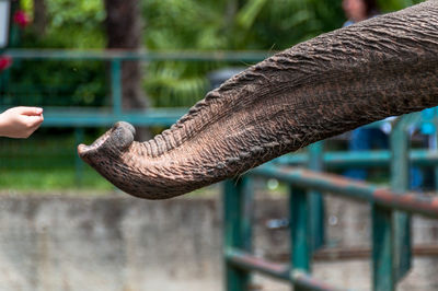 Close-up of hand holding elephant
