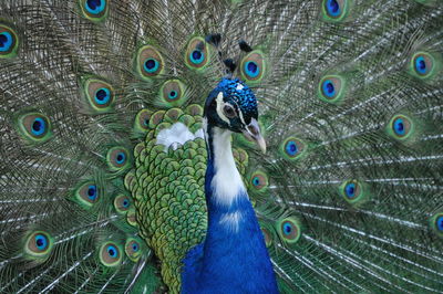 peacock