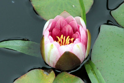 Close-up of pink water lily in lake