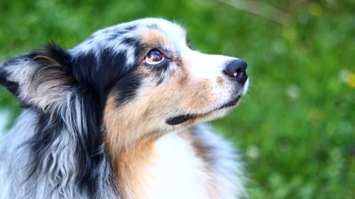 Close-up of dog looking away