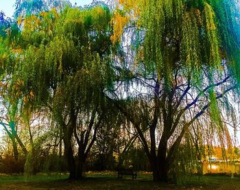 Trees against sky