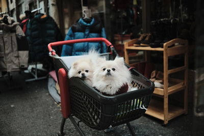 Dog relaxing on chair in street