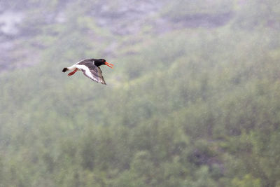 Bird flying in rainy season