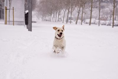 Dog running on snow covered land