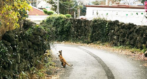 Cat amidst plants against trees
