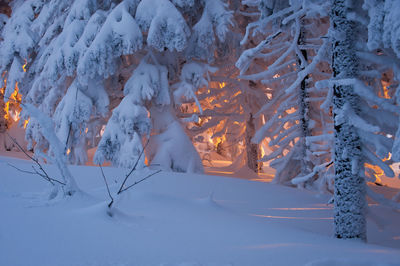 Scenic view of snow covered field