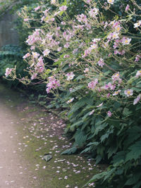 Close-up of plants