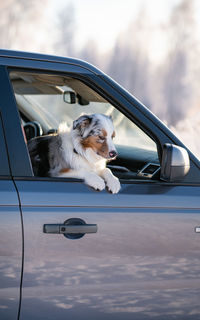 Car travel with pets in winter. dog is in the car. australian shepherd looks out of the car window